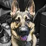 Dog, Carnivore, German Shepherd Dog, Dog breed, Fawn, Collar, Whiskers, Companion dog, Snout, Old German Shepherd Dog, Furry friends, Paw, King Shepherd, Street dog, Canidae, Working Dog, East-european Shepherd, Claw, Working Animal