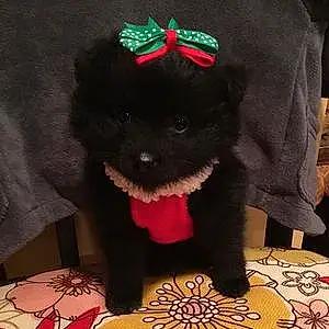 Pomeranian Dog Callie