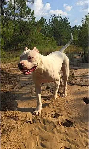 Pitt Bull Terrier Dog Gronk