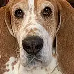 Dog, Carnivore, Dog breed, Fawn, Companion dog, Ear, Snout, Whiskers, Scent Hound, Working Animal, Terrestrial Animal, Hunting Dog