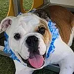 Dog, Dog breed, Working Animal, Carnivore, Companion dog, Fawn, Bulldog, Snout, Canidae, Collar, Paw, Working Dog, Dog Collar, Wrinkle, Non-sporting Group, Grass, Old English Bulldog, Couch