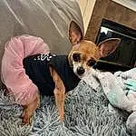 Dog, Dog breed, Dog Supply, Carnivore, Sunglasses, Companion dog, Fawn, Toy Dog, Snout, Comfort, Dog Clothes, Chihuahua, Whiskers, Canidae, Chair, Hat, Sitting, Furry friends, Working Animal