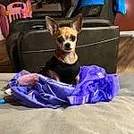 Dog, Dog Supply, Dog breed, Blue, Purple, Carnivore, Pet Supply, Companion dog, Collar, Fawn, Chair, Chihuahua, Toy Dog, Couch, Electric Blue, Luggage And Bags, Bag, Working Animal, Dog Collar
