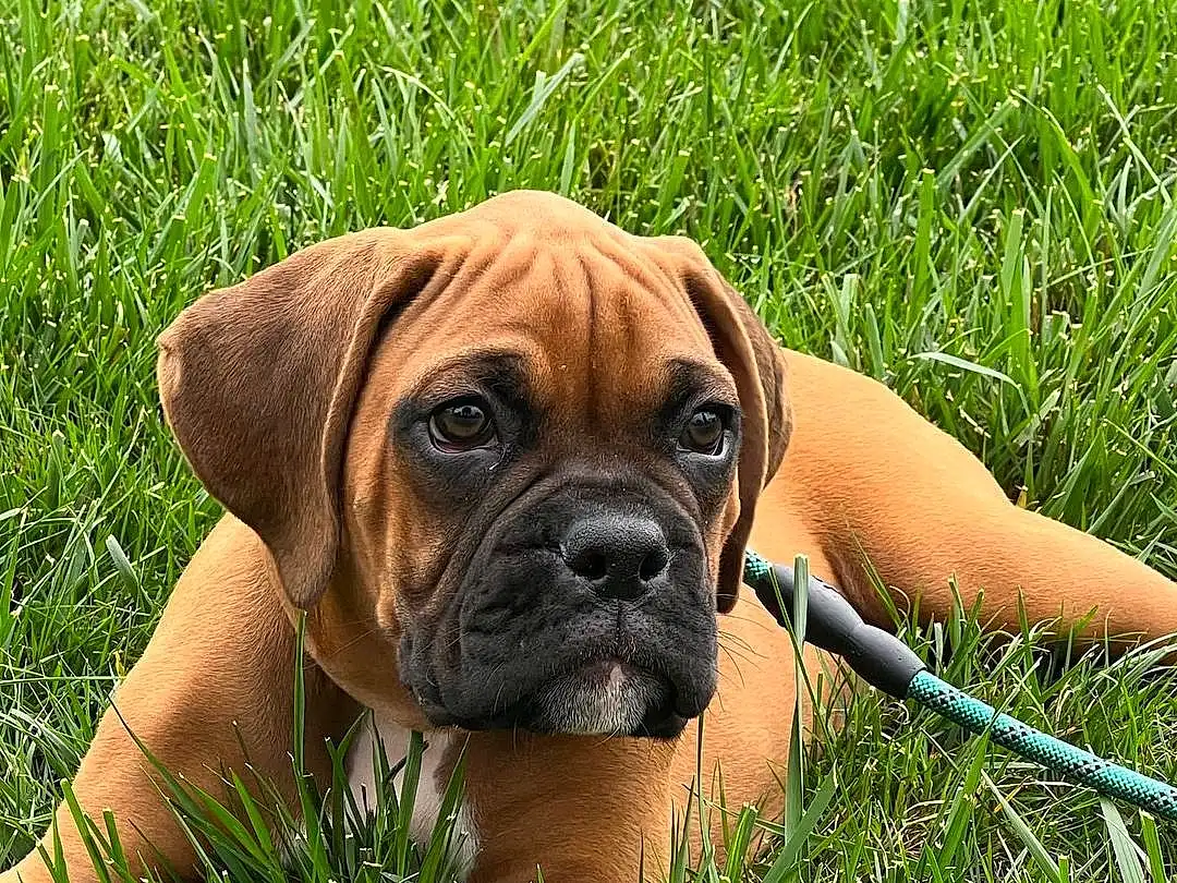 Dog, Dog breed, Carnivore, Plant, Grass, Companion dog, Fawn, Snout, Terrestrial Animal, Wrinkle, Grassland, Working Animal, Liver, Molosser, Working Dog, Canidae, Biting, Boxer, Prairie
