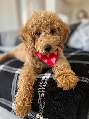 Name Goldendoodle Dog Remi