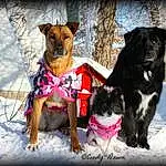 Dog, Dog breed, Carnivore, Collar, Snow, Dog Supply, Working Animal, Companion dog, Fawn, Dog Collar, Snout, Pet Supply, Winter, Canidae, Tree, Plant, Leash, Dog Clothes
