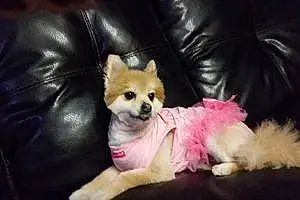 Name Pomeranian Dog Princess
