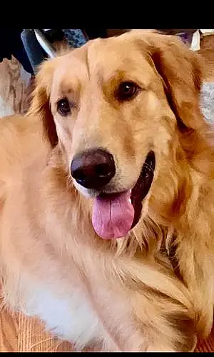 Name Golden Retriever Dog Lucas