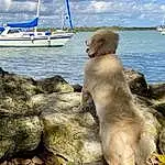 Water, Cloud, Sky, Dog, Blue, Carnivore, Boat, Dog breed, Body Of Water, Lake, Fawn, Watercraft, Wood, Shore, Leisure, Tail, Horizon, Boats And Boating--equipment And Supplies, Sailing