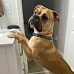 Dog, Carnivore, Dog breed, Fawn, Collar, Companion dog, Dog Collar, Sink, Snout, Wrinkle, Tap, Boxer, Door, Light Switch, Working Animal, Wall Plate, Cabinetry, Liver, Elbow
