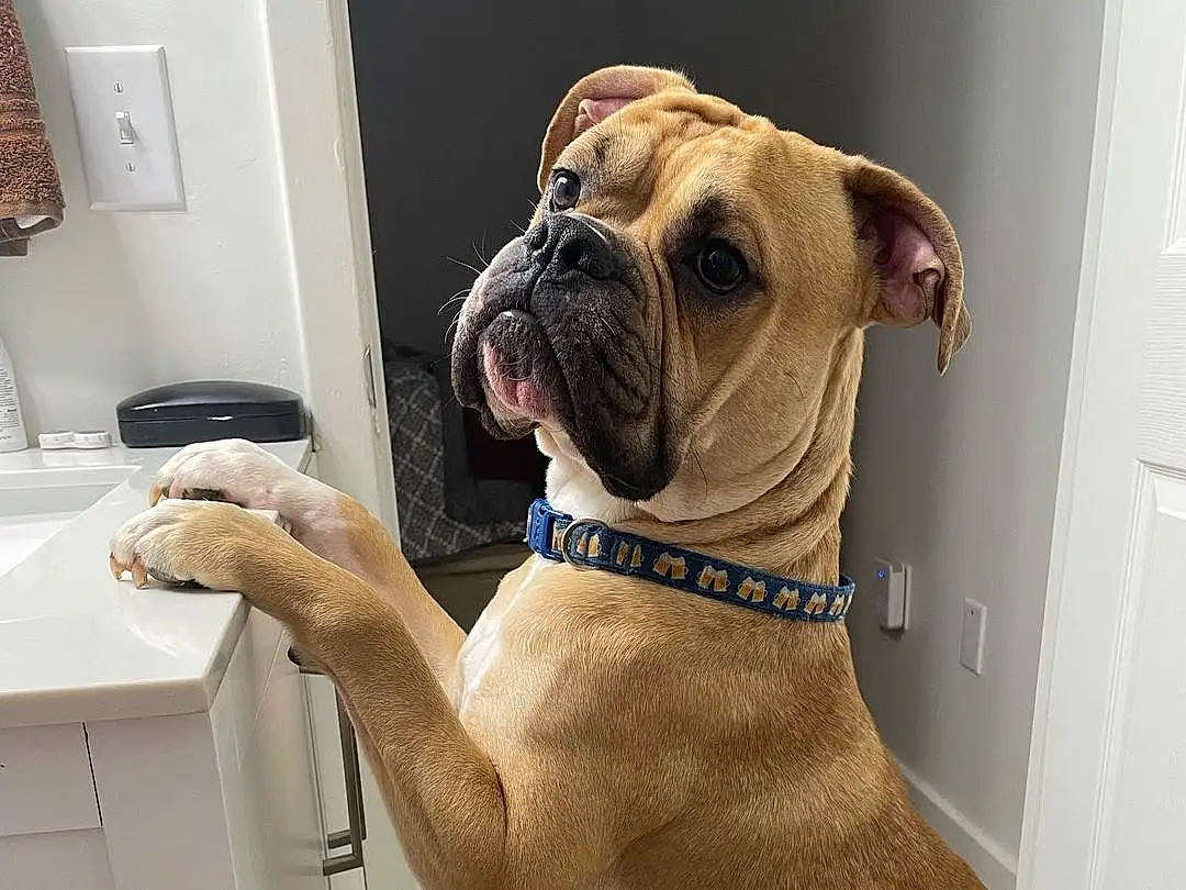 Dog, Carnivore, Dog breed, Fawn, Collar, Companion dog, Dog Collar, Sink, Snout, Wrinkle, Tap, Boxer, Door, Light Switch, Working Animal, Wall Plate, Cabinetry, Liver, Elbow