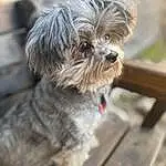Dog, Carnivore, Dog breed, Companion dog, Water Dog, Toy Dog, Snout, Terrier, Small Terrier, Shih-poo, Liver, Working Animal, Furry friends, Canidae, Wood, Poodle Crossbreed, Maltepoo, Biewer Terrier, Mal-shi