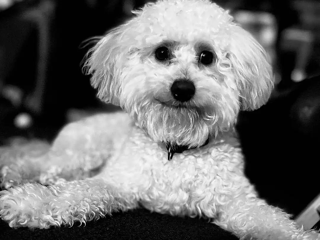 Dog, Eyes, White, Carnivore, Dog breed, Companion dog, Water Dog, Toy Dog, Snout, Terrier, Small Terrier, Black & White, Monochrome, Shih-poo, Furry friends, Poodle, Labradoodle, Canidae, Puppy love