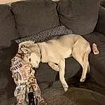 Dog, Furniture, Couch, Comfort, Dog breed, Working Animal, Carnivore, Fawn, Companion dog, Snout, Tail, Toy Dog, Art, Liver, Pet Supply, Furry friends, Linens, Dog Supply, Room