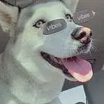 Dog, White, Carnivore, Dog breed, Collar, Whiskers, Companion dog, Snout, Smile, Wolf, Dog Collar, Canidae, Furry friends, Fang, Working Animal, Siberian Husky, Working Dog, Dog Supply, Canis