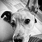 Dog, Carnivore, Dog breed, Ear, Grey, Style, Black-and-white, Fawn, Companion dog, Whiskers, Monochrome, Black & White, Snout, Collar, Furry friends, Canidae, Working Animal, Magyar Agár, Street dog