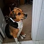 Dog, Dog breed, Carnivore, Companion dog, Fawn, Scent Hound, Snout, Pet Supply, Canidae, Wood, Tail, Working Animal, Beaglier, Hardwood, Comfort, Windshield, Beagle, Puppy, Paw