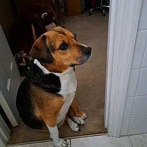 Name Beagle Dog Stella