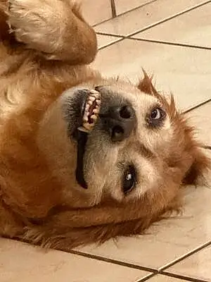 Name Golden Retriever Dog Neo