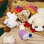 Toy, Textile, Stuffed Toy, Plush, Furry friends, Baby Toys, Companion dog, Carmine, Comfort, Linens, Wool, Room, Teddy Bear