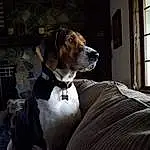Dog, Carnivore, Window, Collar, Working Animal, Dog breed, Fawn, Comfort, Companion dog, Dog Collar, Snout, Liver, Whiskers, Scent Hound, Hound, Dog Supply, Canidae, Gun Dog, Pet Supply