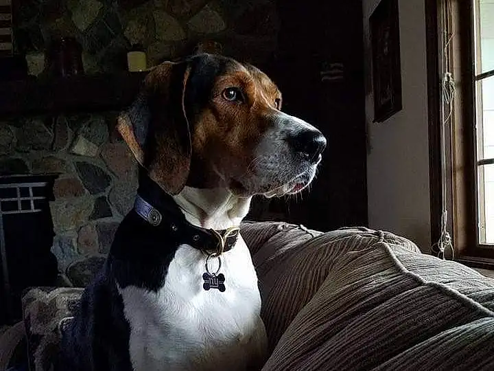Dog, Carnivore, Window, Collar, Working Animal, Dog breed, Fawn, Comfort, Companion dog, Dog Collar, Snout, Liver, Whiskers, Scent Hound, Hound, Dog Supply, Canidae, Gun Dog, Pet Supply
