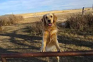 Name Golden Retriever Dog Ruger