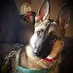 Dog, Jaw, Dog breed, Ear, Couch, Carnivore, Fawn, Collar, Companion dog, Whiskers, Comfort, Working Animal, Canidae, Furry friends, Dog Collar, East-european Shepherd, German Shepherd Dog, Pet Supply, Sitting