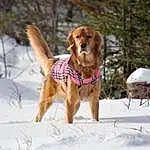 Dog, Snow, Carnivore, Dog breed, Collar, Fawn, Companion dog, Pet Supply, Winter, Dog Collar, Plant, Gun Dog, Tree, Dog Supply, Canidae, Freezing, Furry friends, Hound, Tail