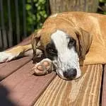Dog, Dog breed, Carnivore, Wood, Fawn, Companion dog, Pet Supply, Snout, Hardwood, Fence, Scent Hound, Terrestrial Animal, Comfort, Plank, Canidae, Wood Flooring, Working Animal, Dog Supply