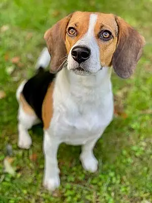 Name Beagle Dog Emma