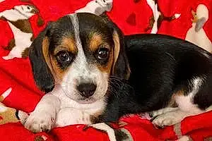 Name Beagle Dog Belle