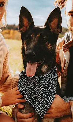 Name German Shepherd Dog Nova
