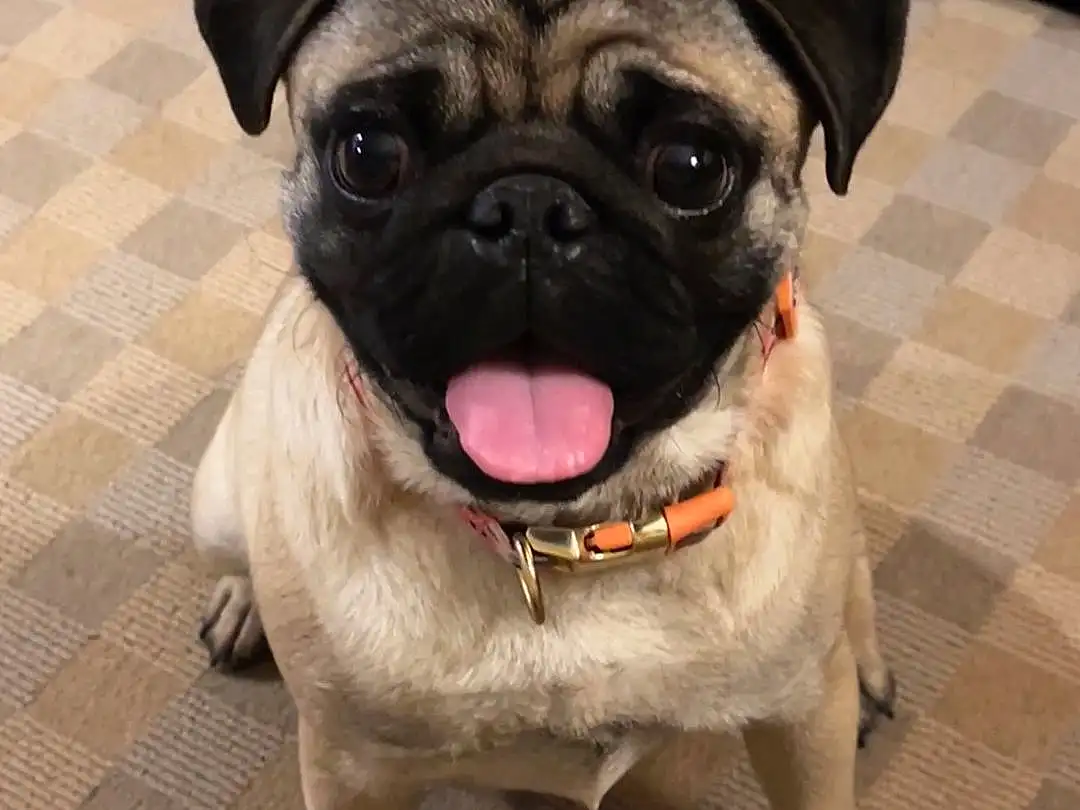 Pug, Dog, Carnivore, Dog breed, Fawn, Companion dog, Wrinkle, Whiskers, Toy Dog, Snout, Working Animal, Tongue, Canidae, Dog Collar, Puppy, Furry friends, Ancient Dog Breeds, Terrestrial Animal