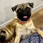 Pug, Dog, Dog breed, Carnivore, Companion dog, Fawn, Wrinkle, Whiskers, Snout, Canidae, Working Animal, Toy Dog, Collar, Dog Collar, Puppy, Non-sporting Group, Ancient Dog Breeds, Terrestrial Animal, Working Dog