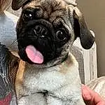 Pug, Dog, Carnivore, Dog breed, Whiskers, Fawn, Companion dog, Wrinkle, Snout, Toy Dog, Working Animal, Canidae, Terrestrial Animal, Furry friends, Dog Collar, Puppy, Ancient Dog Breeds, Non-sporting Group, Working Dog