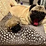 Dog, Pug, Comfort, Carnivore, Dog breed, Grey, Fawn, Companion dog, Whiskers, Snout, Terrestrial Animal, Wrinkle, Linens, Furry friends, Dog Supply, Felidae, Toy Dog, Nap, Working Animal