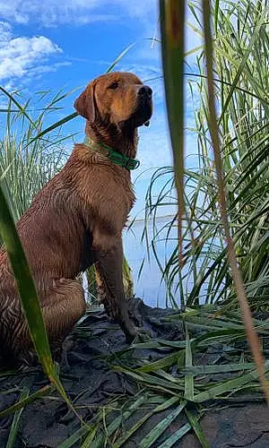Name Labrador Retriever Dog Riggs