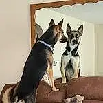 Dog, Dog breed, Carnivore, Comfort, Companion dog, Snout, Pet Supply, Tail, Working Animal, Dog Supply, Furry friends, Paw, Canidae, Non-sporting Group, Working Dog