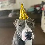 Party Hat, Dog, Collar, Carnivore, Cone, Snout, Party Supply, Working Animal, Recreation, Dog breed, Fashion Accessory, Costume Hat, Event, Metal, Whiskers, Canidae, Non-sporting Group, Triangle, Dog Collar