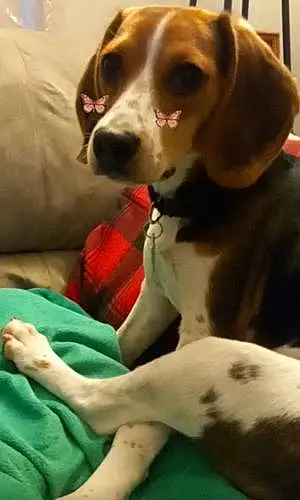 Beagle Dog Lilly