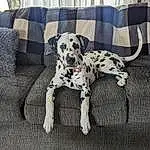 Dog, Dalmatian, Dog breed, Carnivore, Dog Supply, Fawn, Companion dog, Collar, Working Animal, Comfort, Snout, Dog Collar, Couch, Canidae, Paw, Tail, Non-sporting Group, Puppy