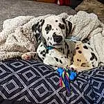 Dog, Dog breed, Carnivore, Companion dog, Fawn, Dalmatian, Working Animal, Comfort, Snout, Wood, Dog Supply, Canidae, Pattern, Terrestrial Animal, Hardwood, Pet Supply, Linens, Non-sporting Group