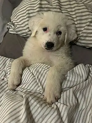 Great Pyrenees Dog Willow