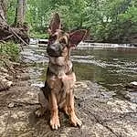 Dog, Water, Plant, Dog breed, Carnivore, Working Animal, Liver, Wood, Tree, Fawn, Companion dog, Snout, Canidae, Terrestrial Animal, Sky, Walking, Working Dog, Guard Dog