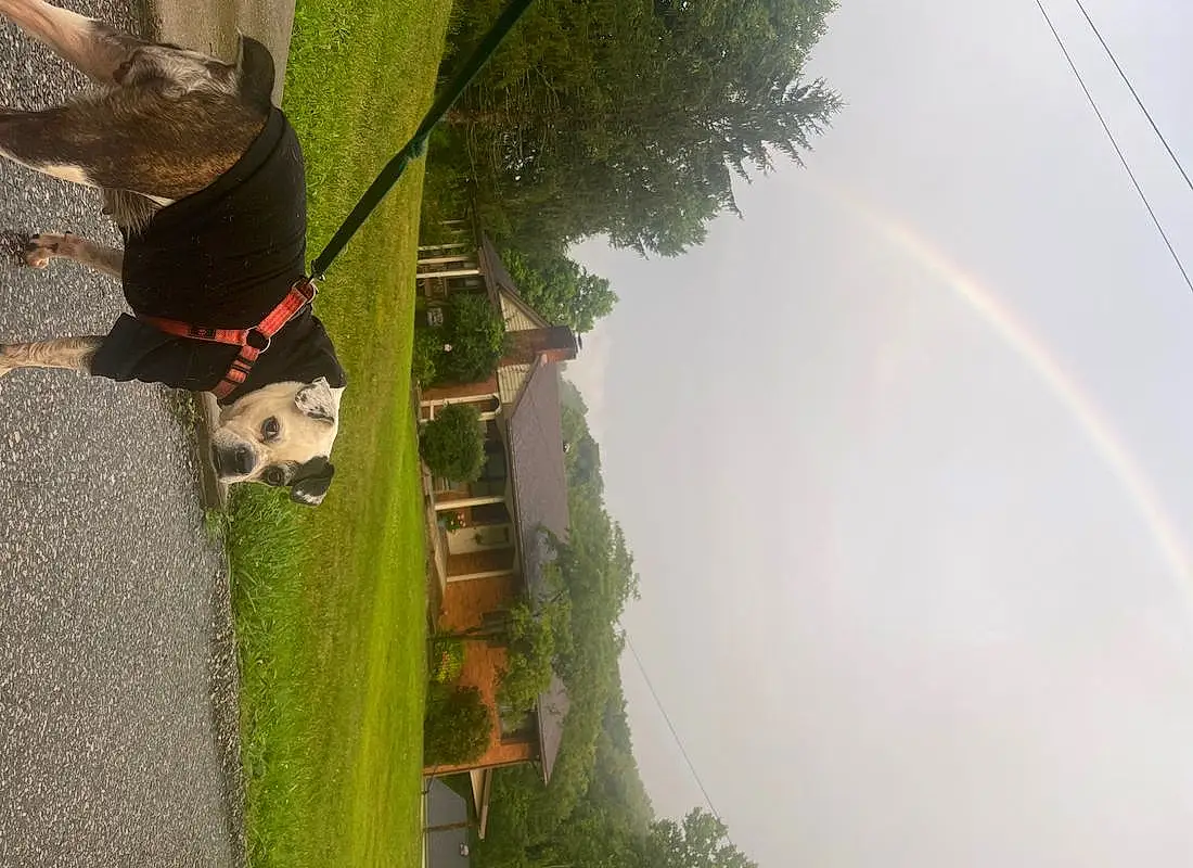 Sky, Plant, Dog, Rainbow, Cloud, Tree, Water, Collar, Carnivore, Biome, Building, Grass, Landscape, Trunk, House, Dog Collar, Palm Tree, Reflection, Pole, Tail