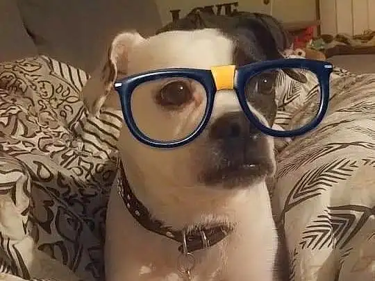 Glasses, Nose, Head, Goggles, Vision Care, Dog, Sunglasses, Ear, Carnivore, Eyewear, Dog breed, Comfort, Whiskers, Companion dog, Fawn, Collar, Working Animal, Snout, Felidae, Personal Protective Equipment