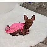 Dog, Sleeve, Dog breed, Carnivore, Fawn, Companion dog, Dog Supply, Working Animal, Snout, Toy Dog, Magenta, Wood, Liver, Terrestrial Animal, Comfort, Furry friends, Canidae, Carmine, Dog Clothes, Tail