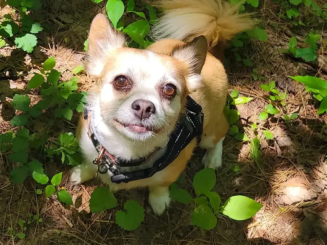 Dog, Plant, Carnivore, Whiskers, Dog breed, Grass, Fawn, Companion dog, Dog Clothes, Toy Dog, Dog Supply, Working Animal, Snout, Terrestrial Animal, Canidae, Furry friends, Soil, Corgi-chihuahua, Chihuahua