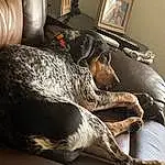 Dog, Comfort, Carnivore, Wood, Dog breed, Grey, Couch, Fawn, Picture Frame, Companion dog, Whiskers, Snout, Hardwood, Living Room, Canidae, Linens, House, Furry friends